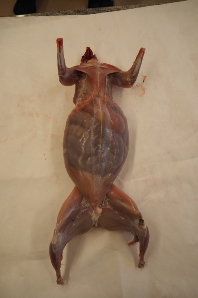 Dissection Du Syst Me Digestif Le Lapin Dans Les Biolles