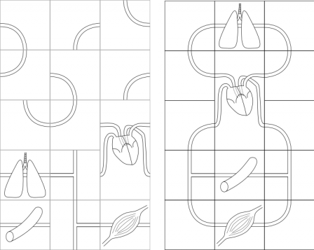 Puzzle cardiovasculaire